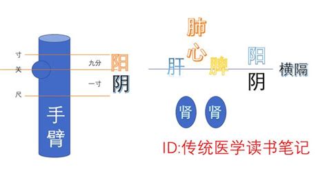 左血右氣|論凡脈左手血中之氣，右手氣中之血